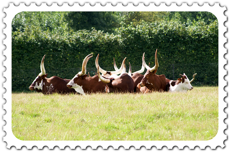 Photo stamps using image of animals on the field